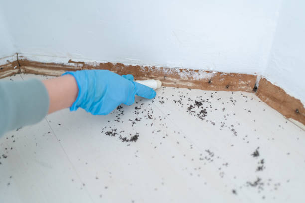 Best Insect Control  in North Las Vegas, NV